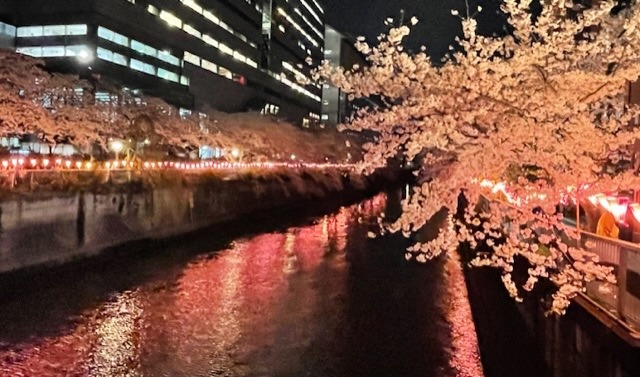 夜桜