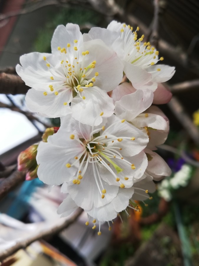 桜咲いてるよ!!