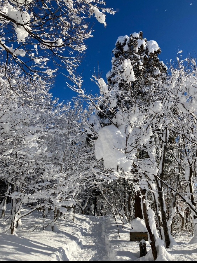 森のようちえん　雪景色