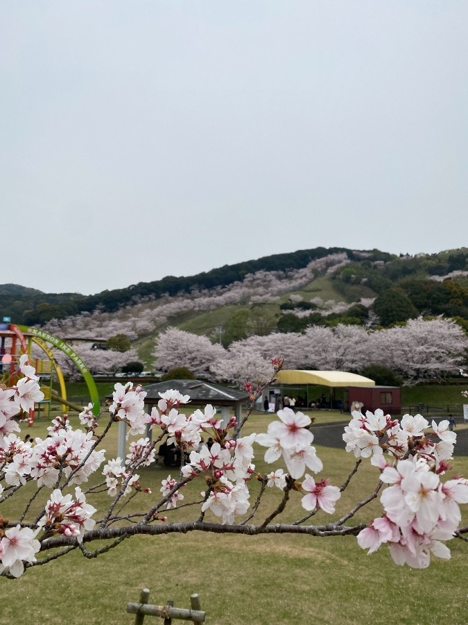 桜の里❣️