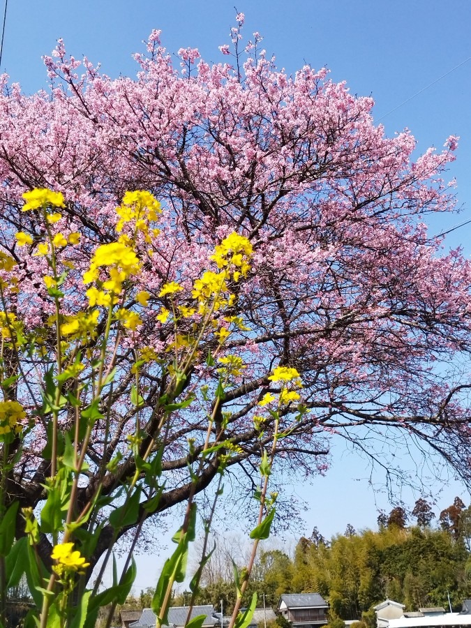 🌸春を見つけに😊❗12