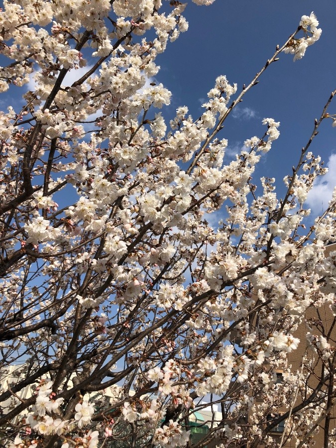 桜咲いた