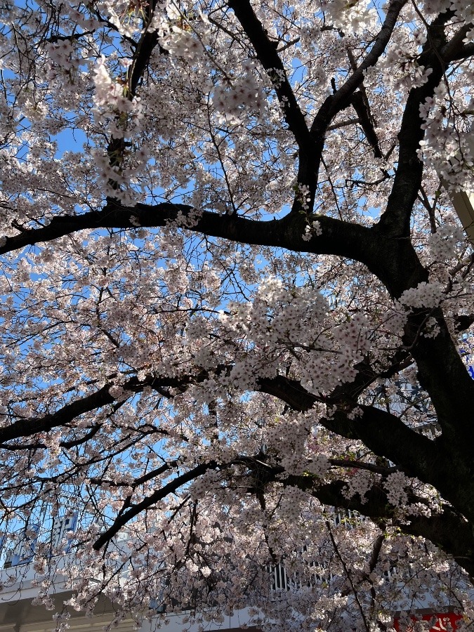 桜ですね😍👍🌸
