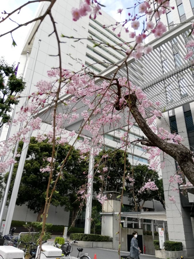 千代田区役所前の桜