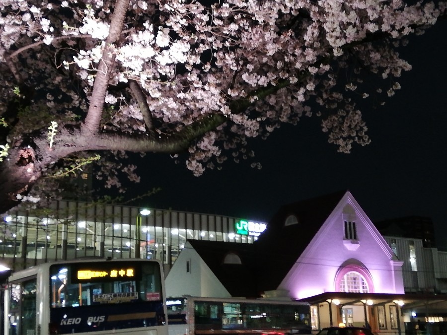 国立の夜桜