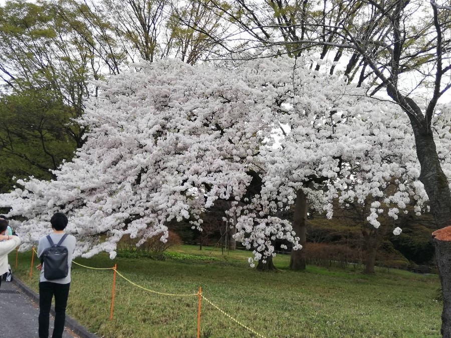 東御苑　満開の桜