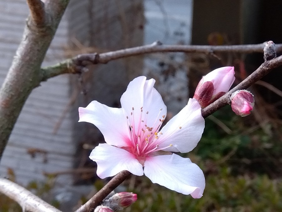 アーモンドの花が咲いた