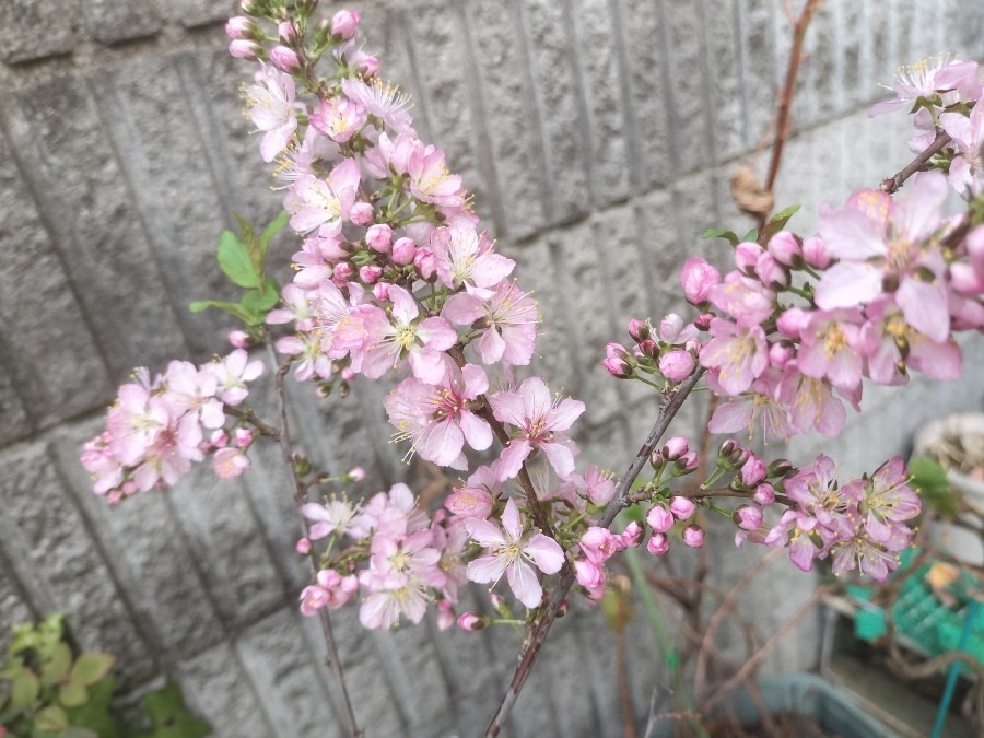 我が家のさくら🌸今日の氣づき