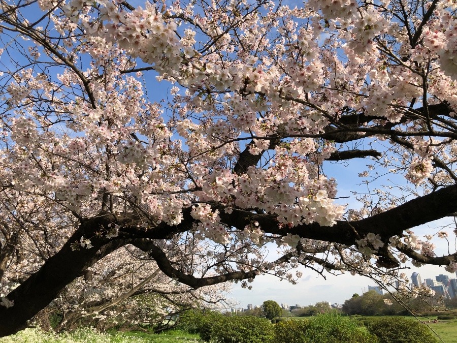 多摩川の桜　満開