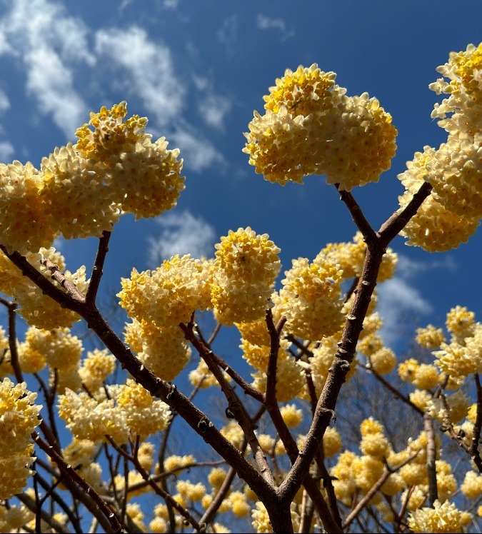 ミツマタの花