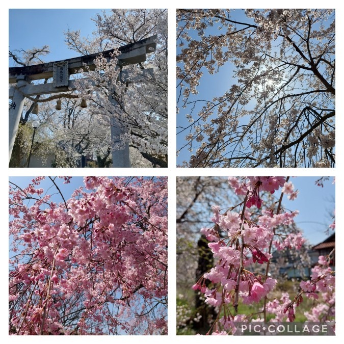 お花見　徳佐八幡宮