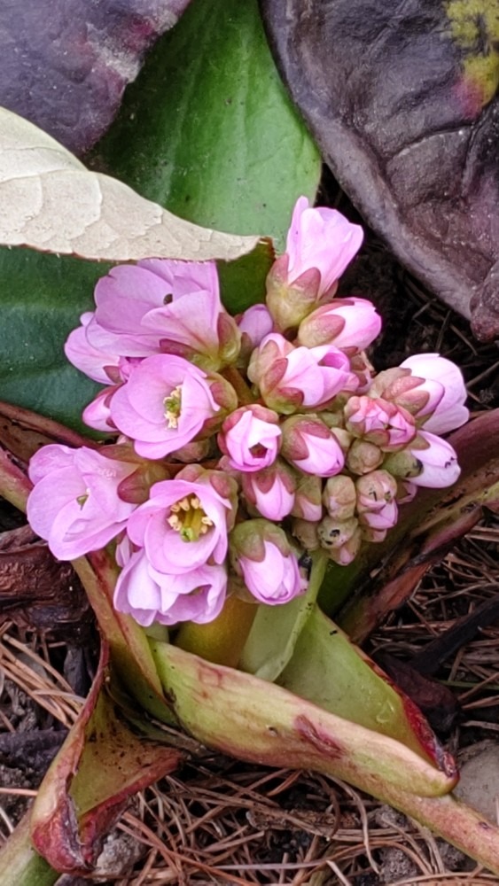 ユキノシタの蕾が❣️