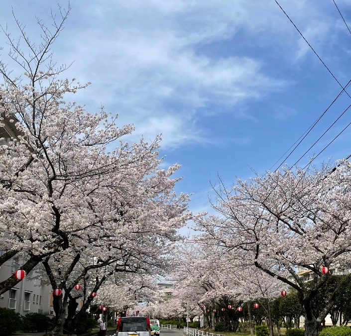 おはようございます🌸