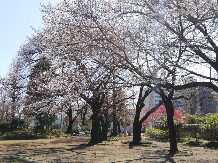 公園の桜