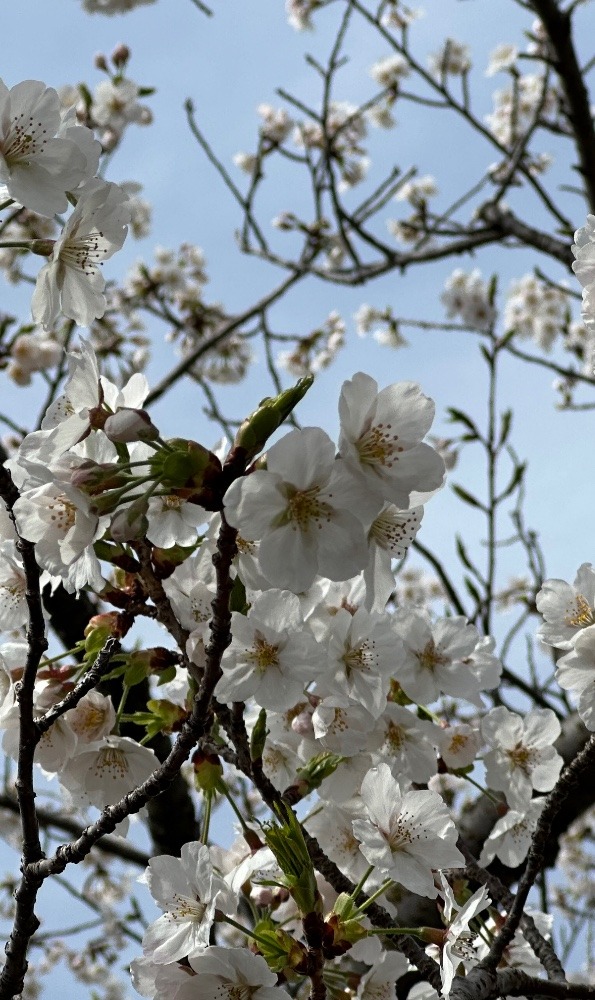 大島桜