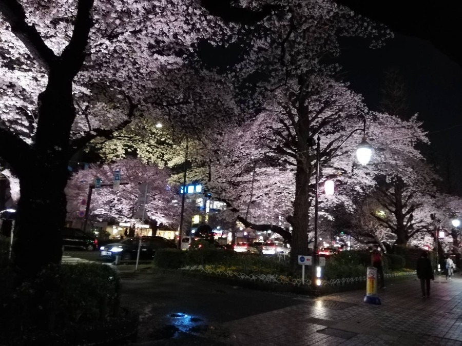 国立駅前の夜桜