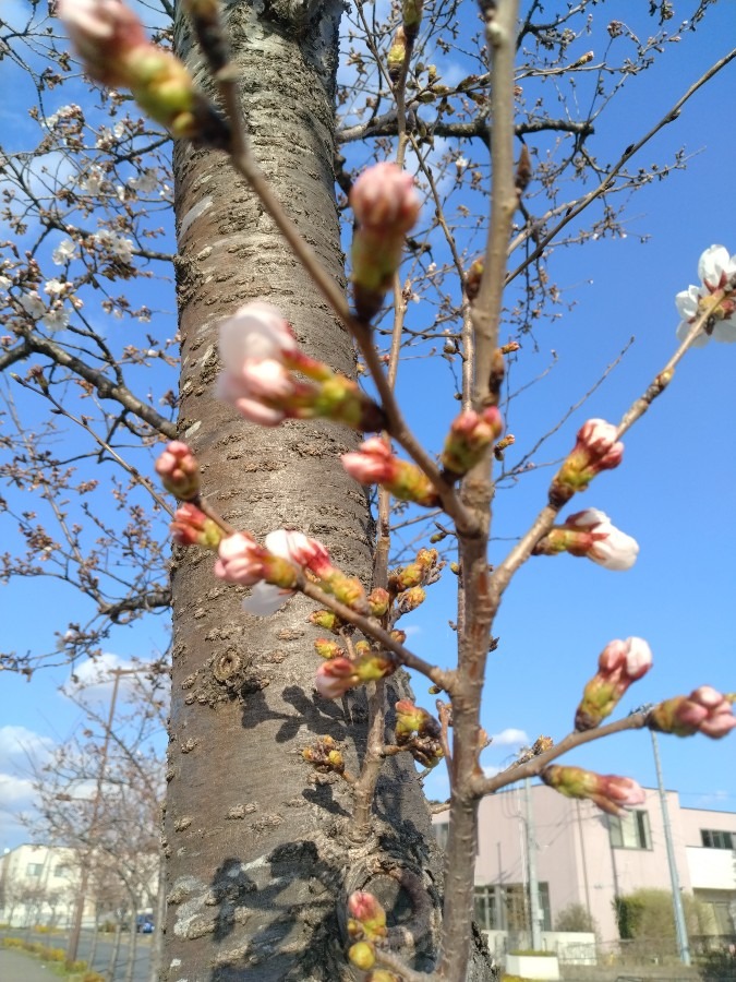 お花！