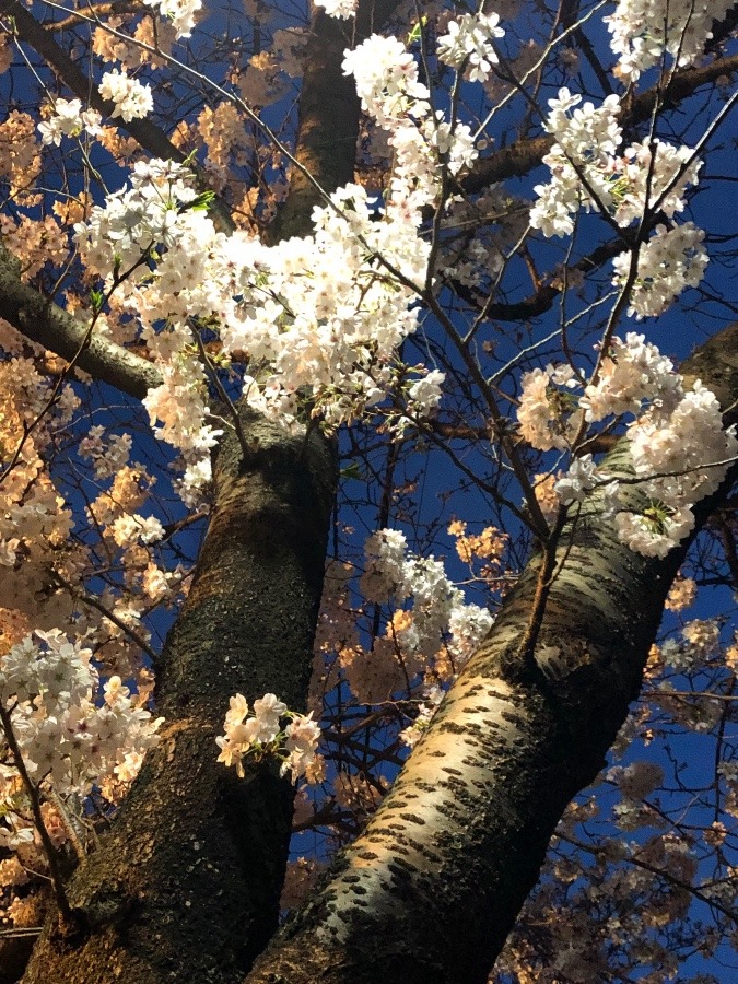 鎌倉の桜Part2は夜桜❣️