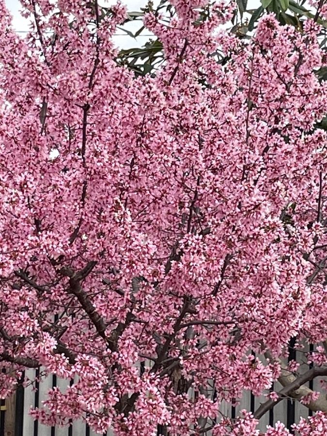 桜咲く