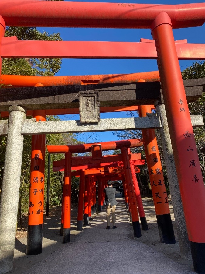 赤い鳥居が並んでる‼️