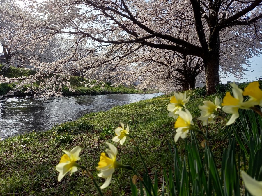 朝散歩してきた(*^^*)