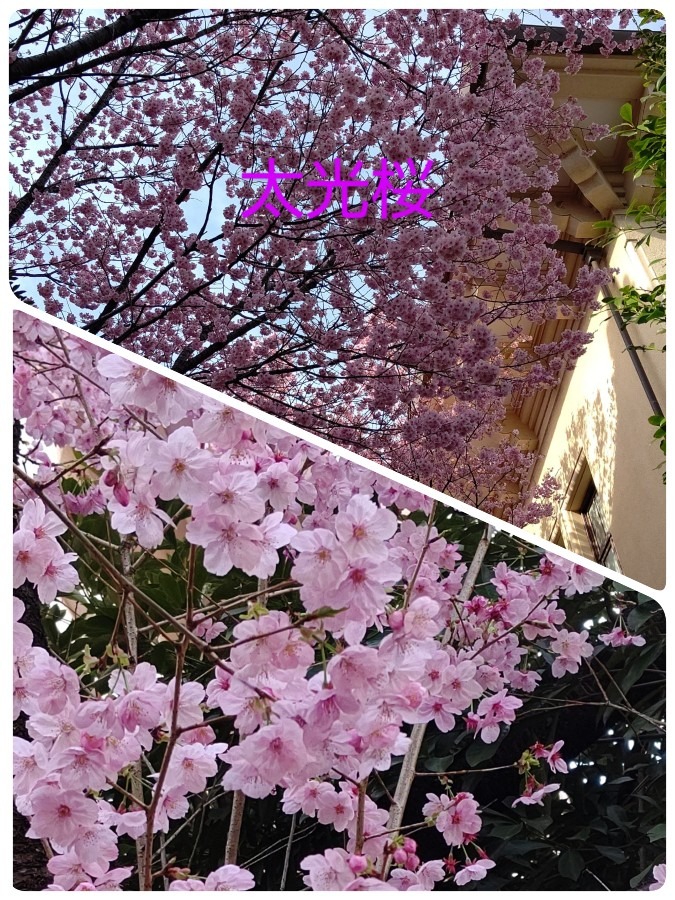 靖国神社の御神木