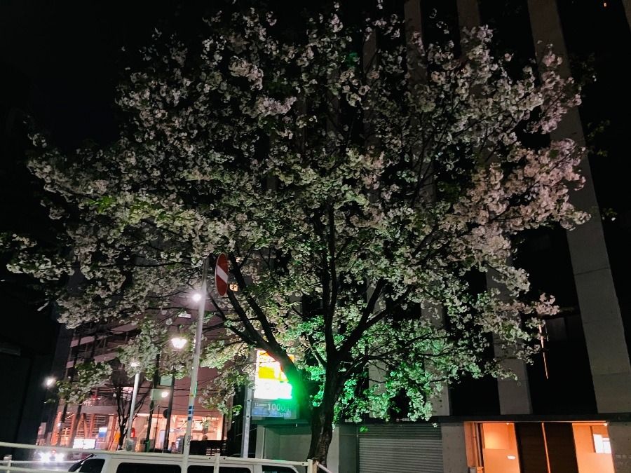 夜桜(OvO)