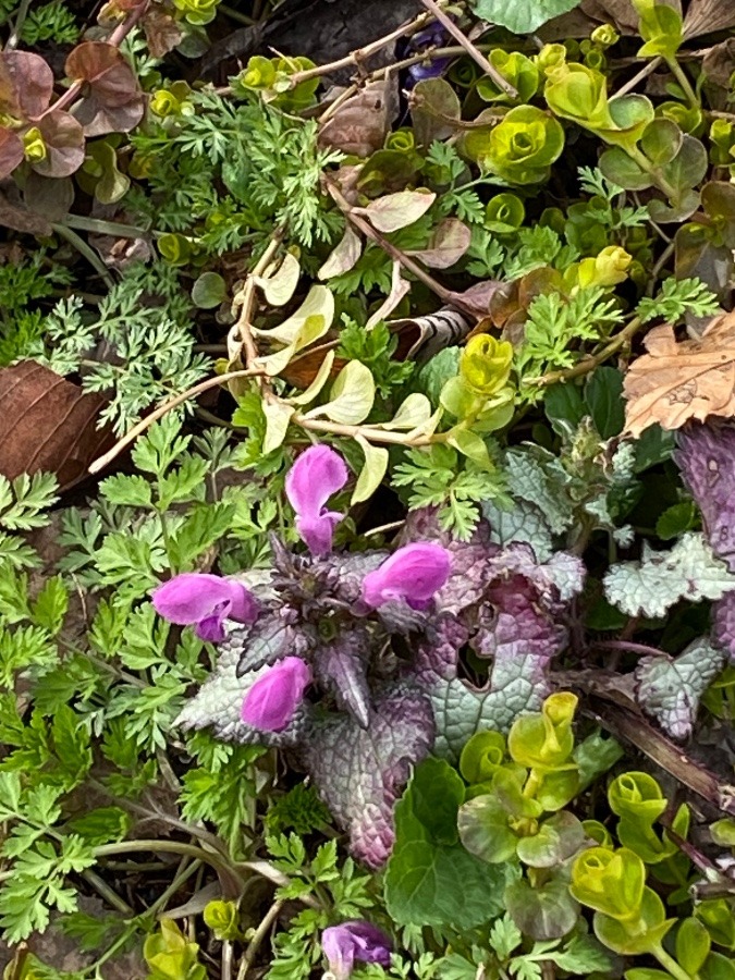 散歩コースの花🌸