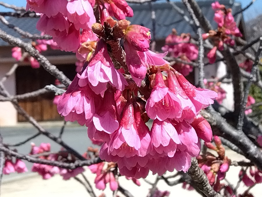 カンヒザクラ（寒緋桜）