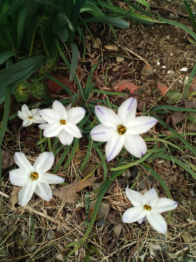 お花です！