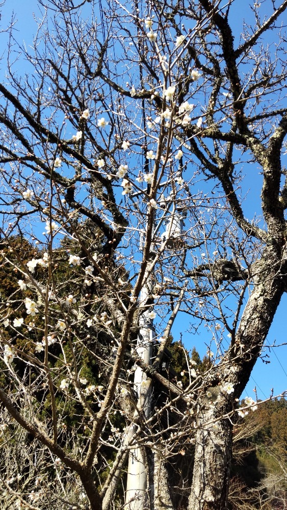 お寺の境内の、白梅。