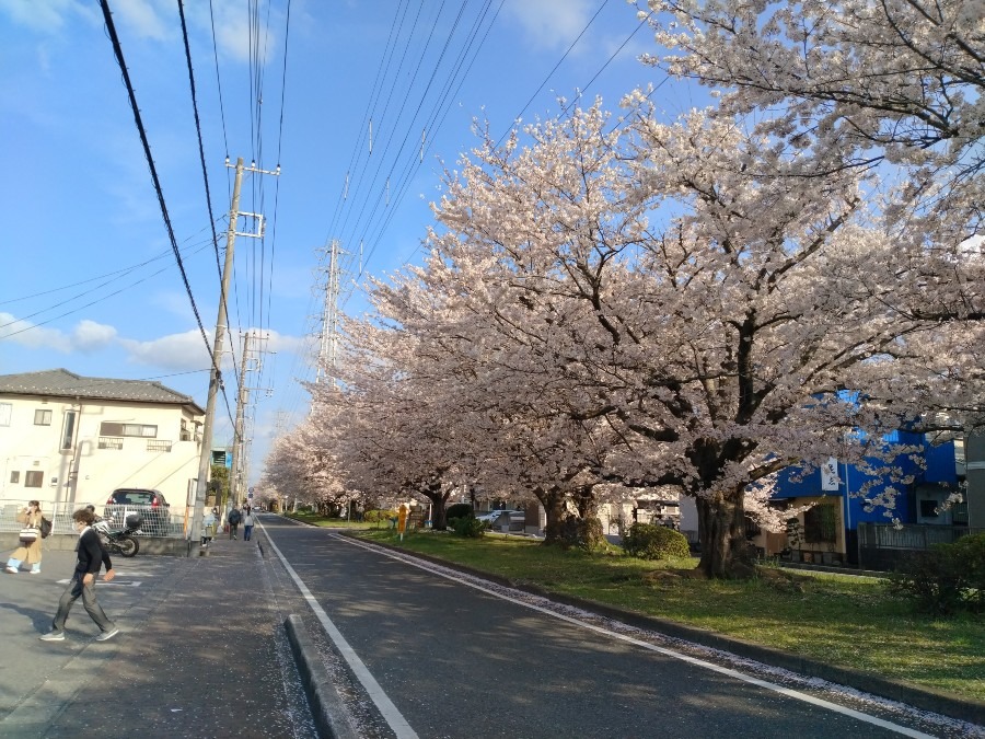 お花です！