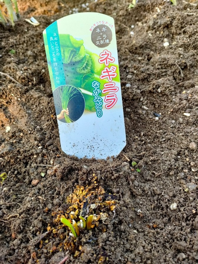 ネギニラを植えました
