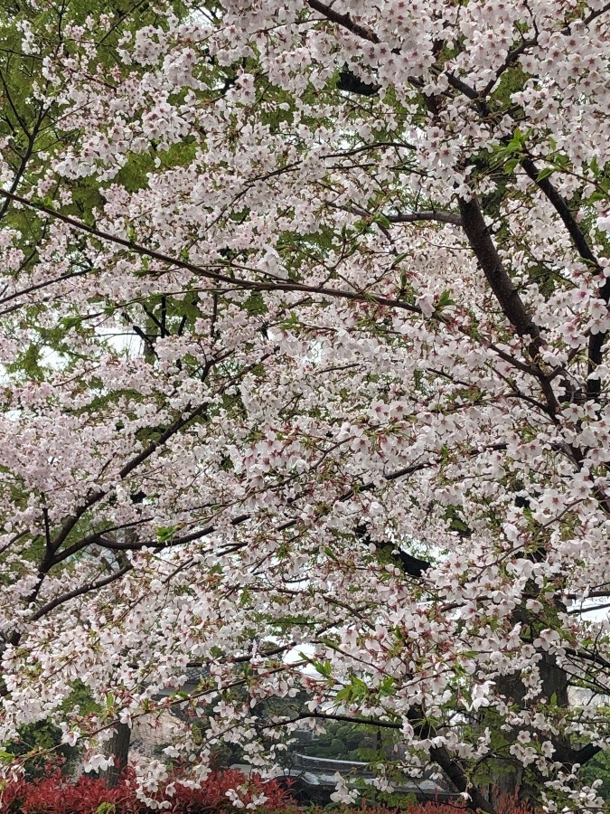 雨の桜🌸