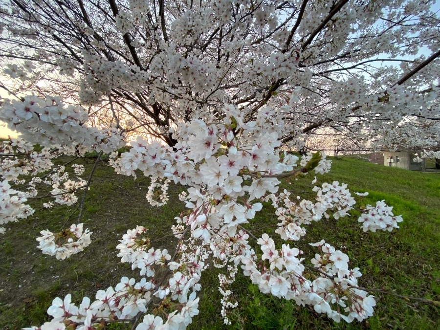 桜満開♡