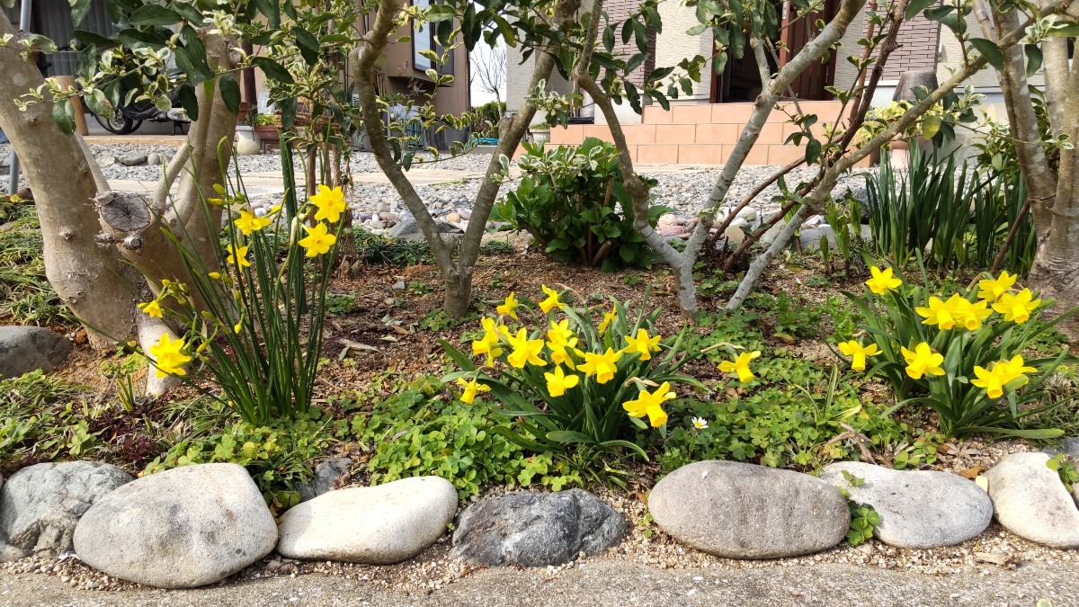 水仙の花