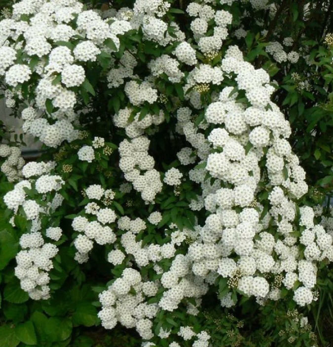 コテマリの花😍🌺