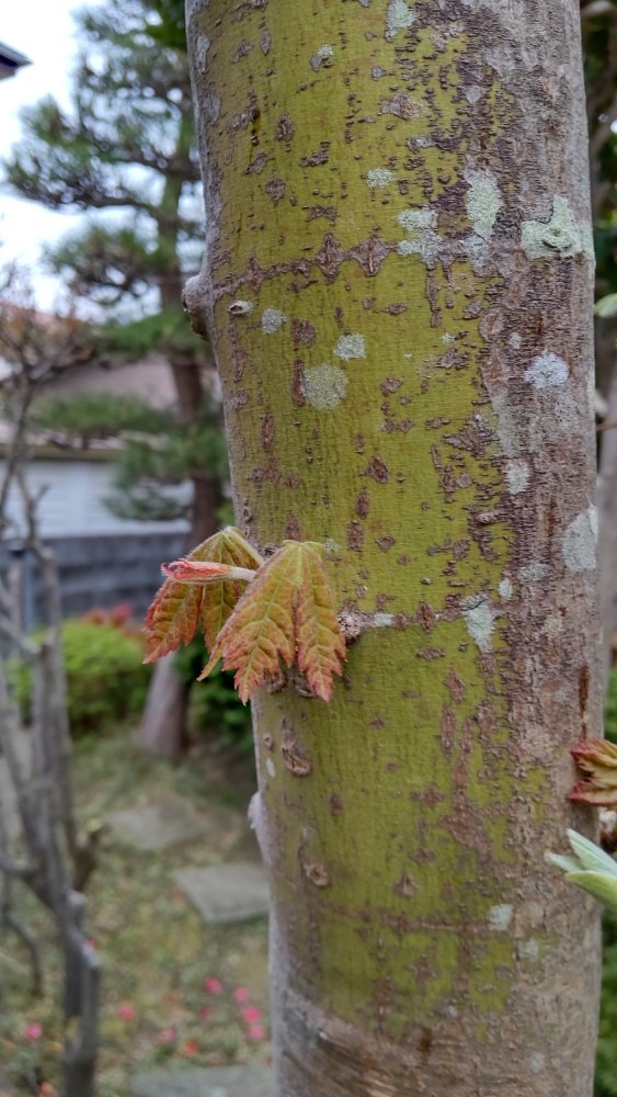 モミジの木から脇芽が❗️