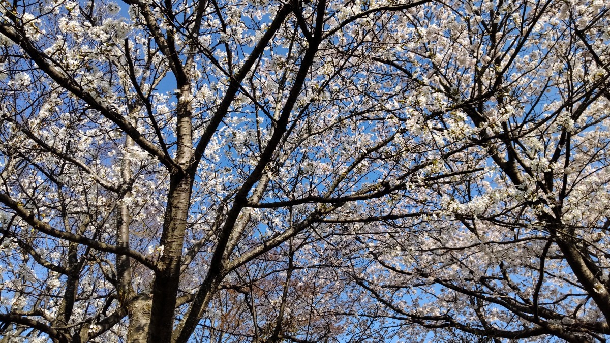 近所の公園の、桜(3)