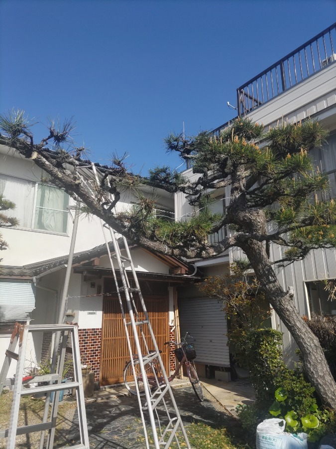 今日の松摘みはここまで(^^♪