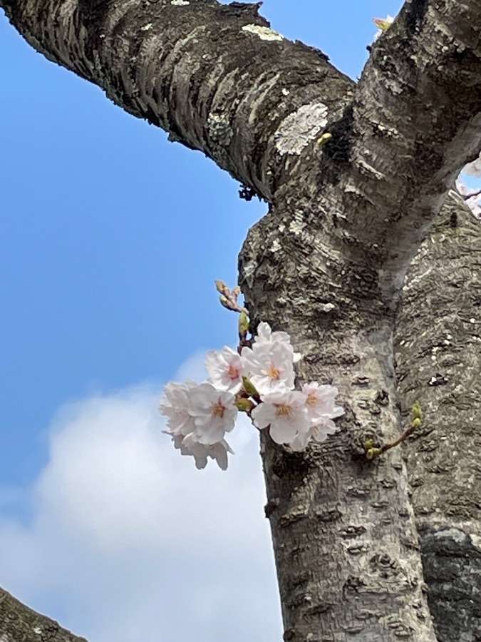 今日もお花見^_^