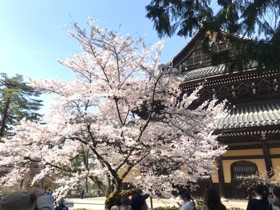 京都行ってきました　②