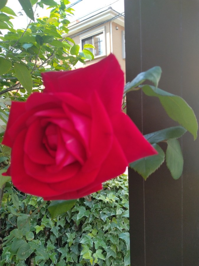 かわいい薔薇!