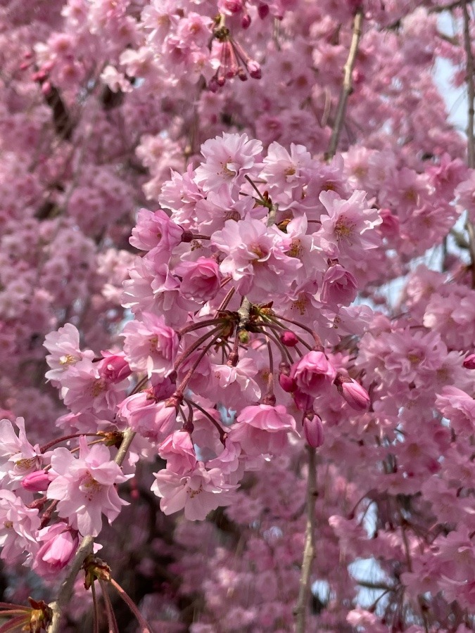 めっちゃピンク😆🌸