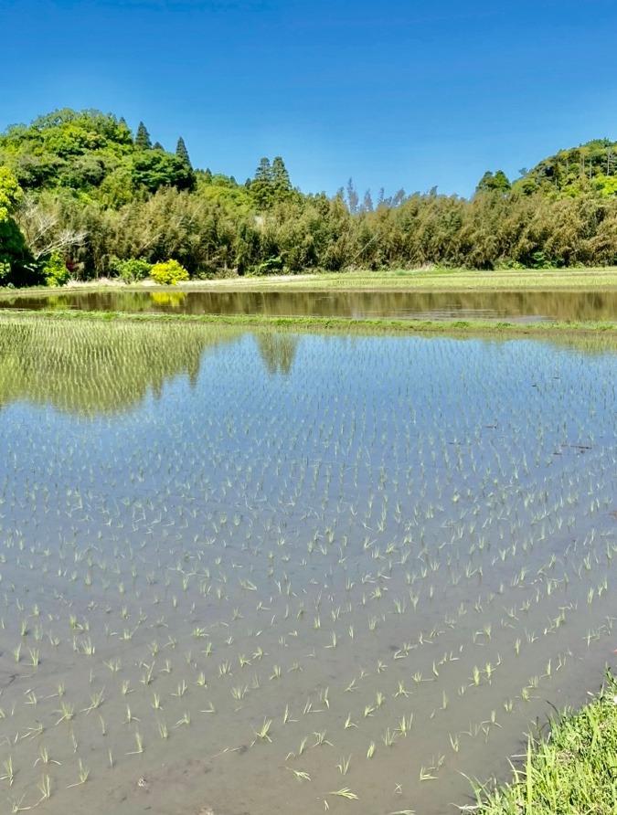 《田植え》と青空