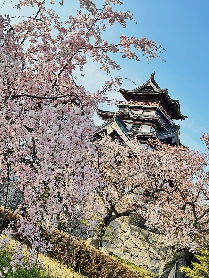 今年の桜☆伏見桃山城①