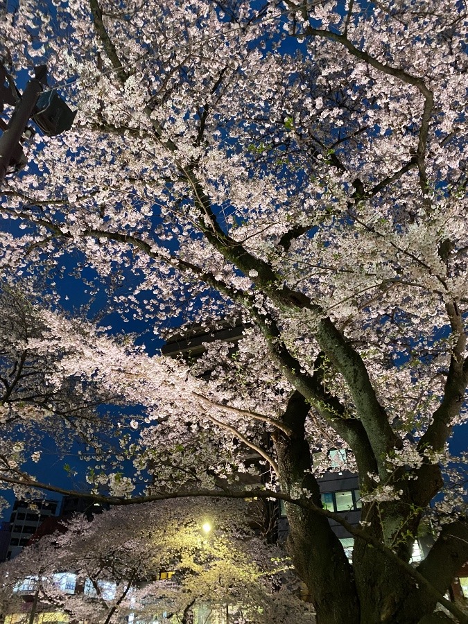 回想、満開夜桜