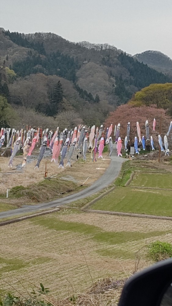 何匹？鯉のぼり🎏