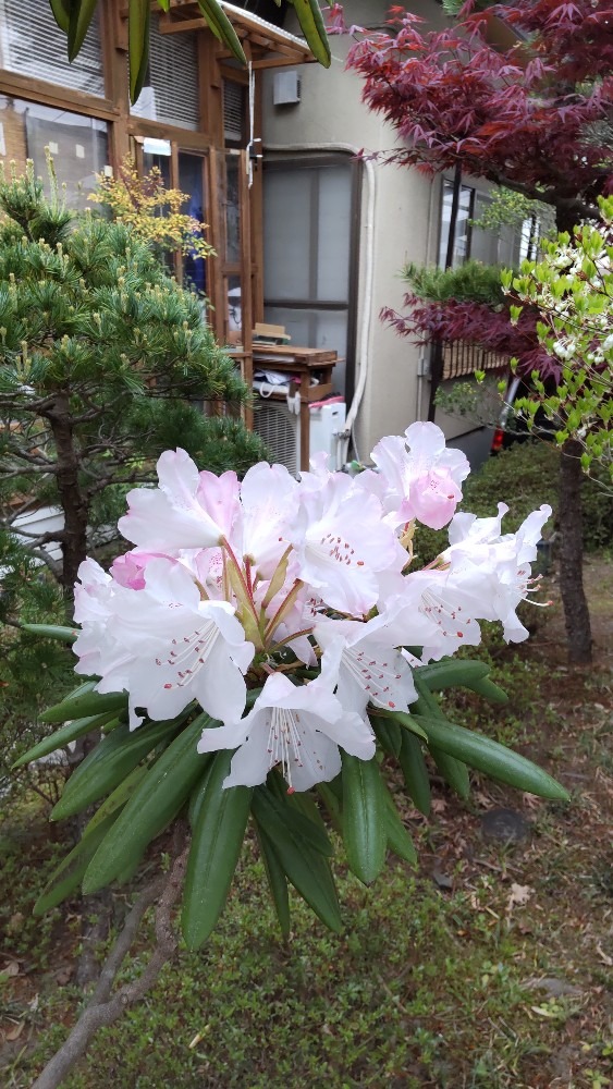 満開の、西洋シャクナゲ❗️