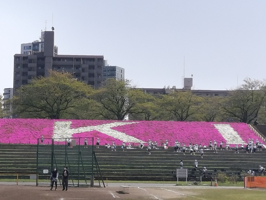 北区荒川土手⑤芝桜